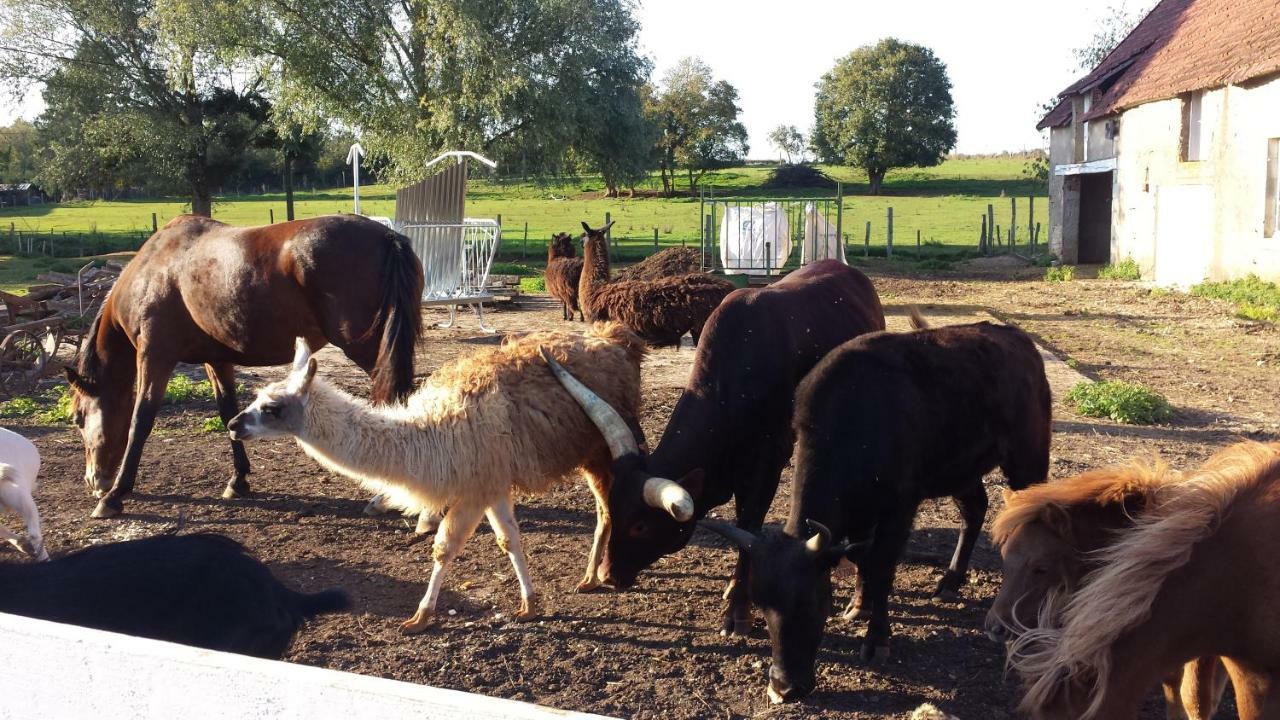 La Ferme Aux Kangourous Donzy Exteriér fotografie