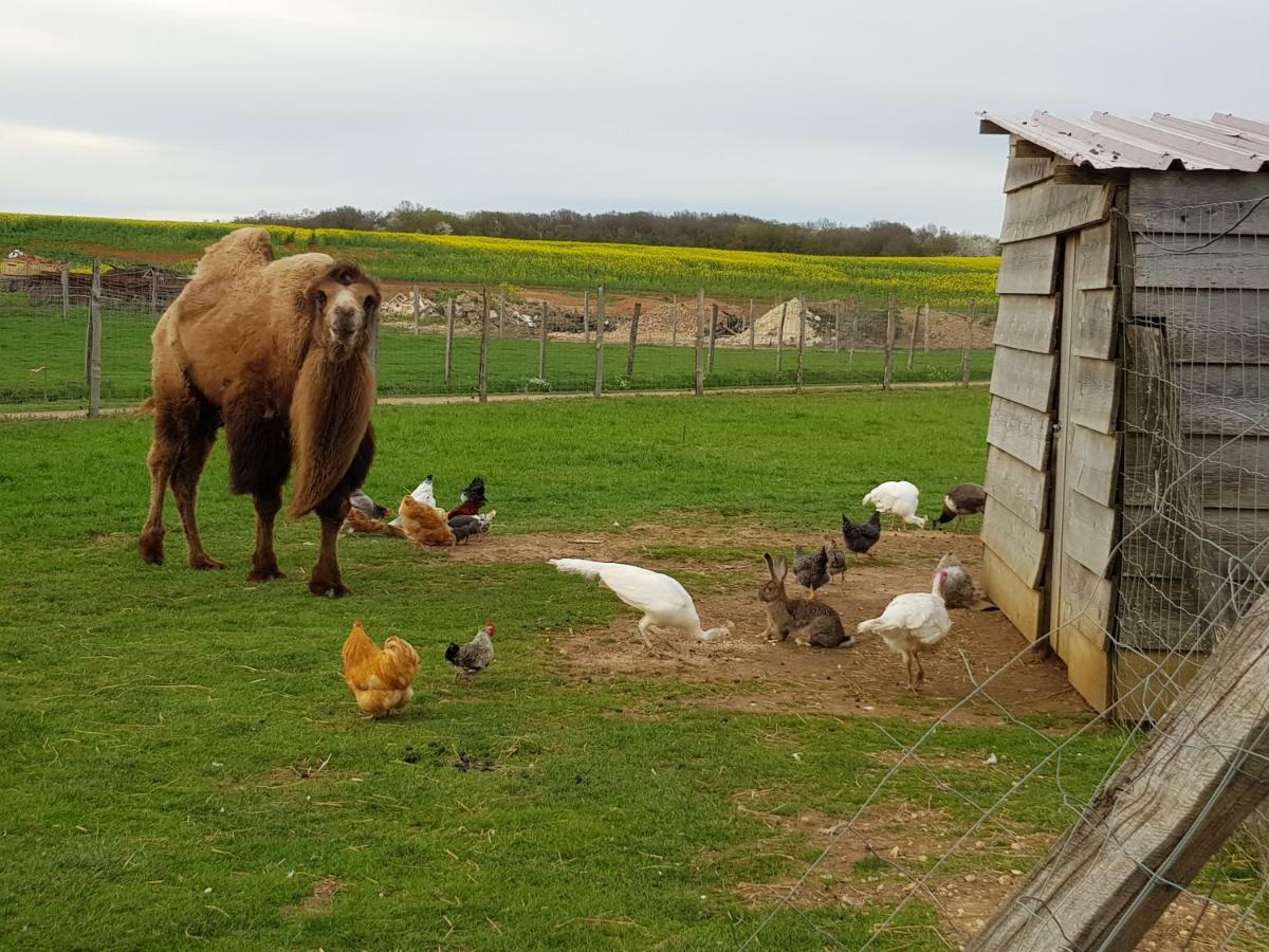 La Ferme Aux Kangourous Donzy Exteriér fotografie